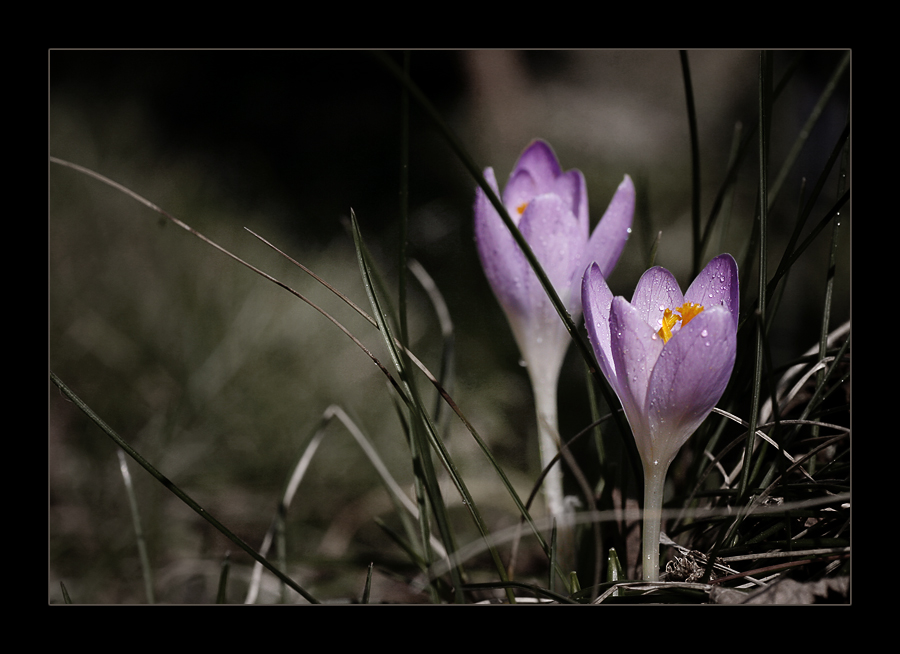 EEEEndlich... der Frühling kommt ...