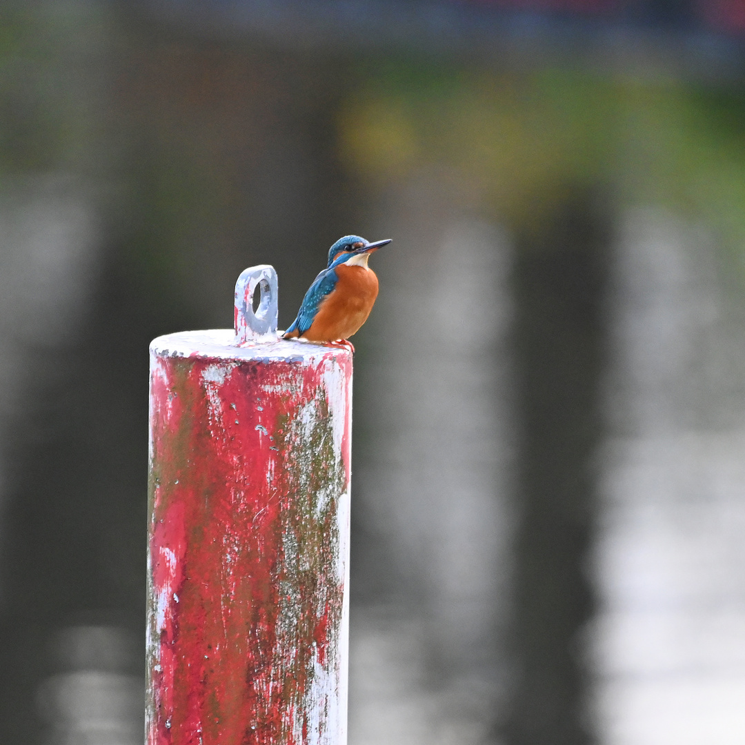 Eeeendlich mal wieder nen Eisvogel