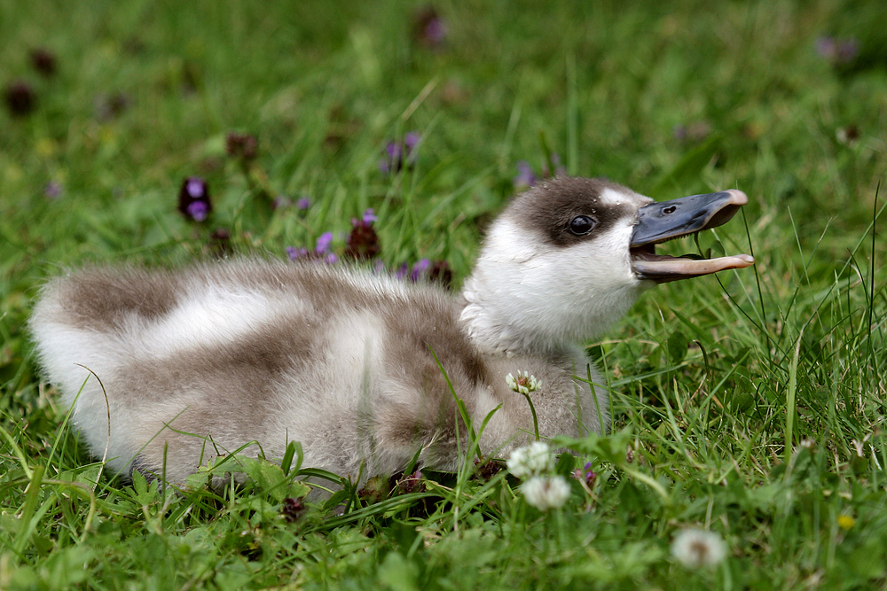 eeeh - ich bin doch keine Ente ich bin ein .....