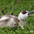 eeeh - ich bin doch keine Ente ich bin ein .....