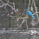 Eeendlich mal wieder: Eine Eisvogeldame