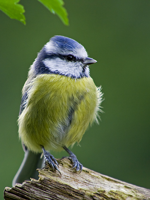 Eeiiin hab ich noch: Blaumeise