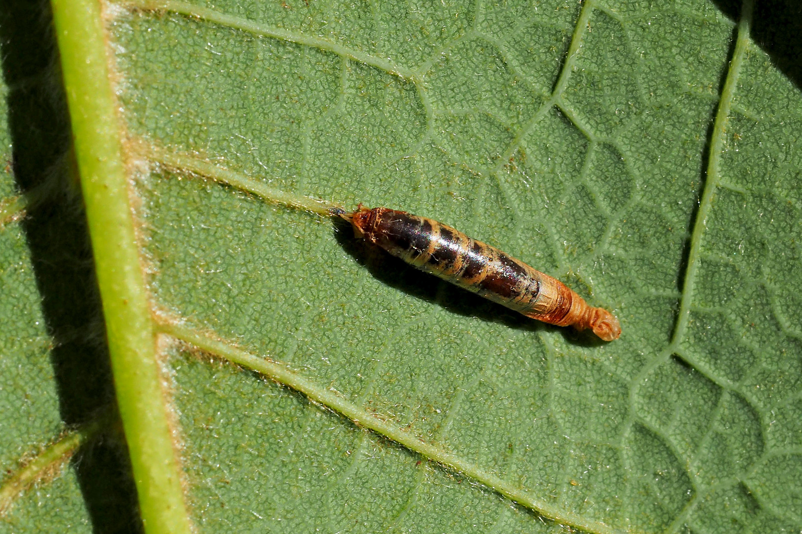 Eeine tote Raupe, in der sich die Puppe einer Schlupfwespe entwickelt hat ...