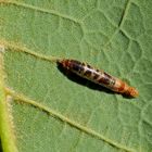 Eeine tote Raupe, in der sich die Puppe einer Schlupfwespe entwickelt hat ...