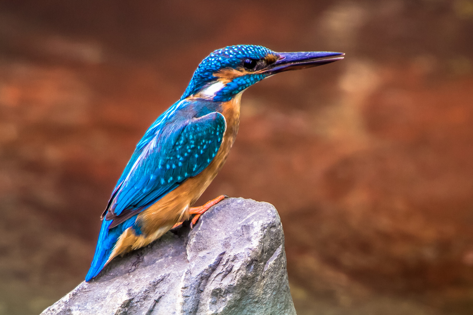 Eeisvogel am Wehr