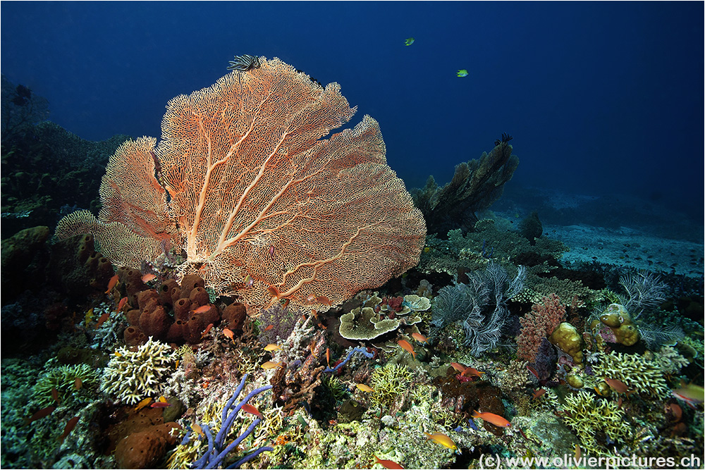 Eel Garden, Menjangan