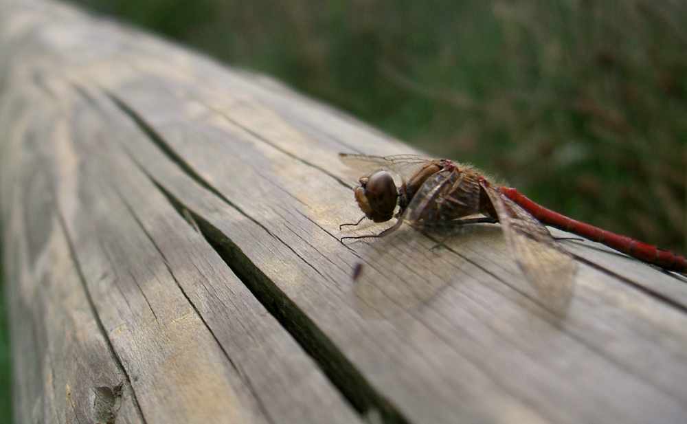 een heidelibelle