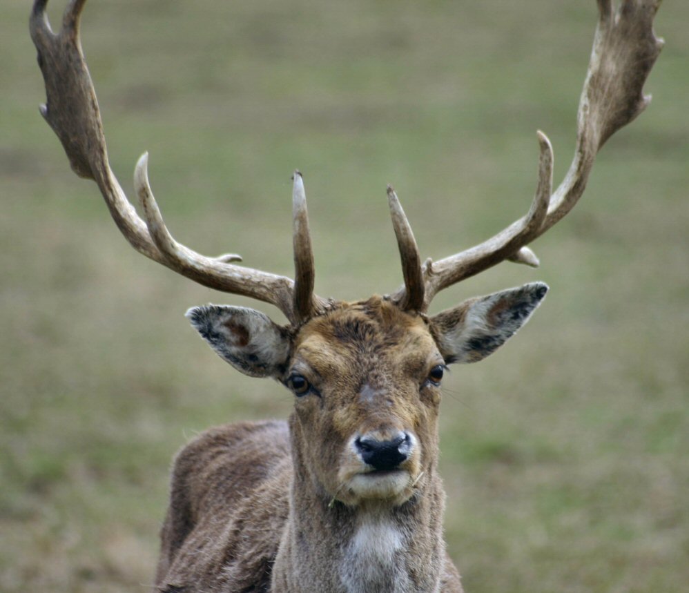 een Hirsch :)