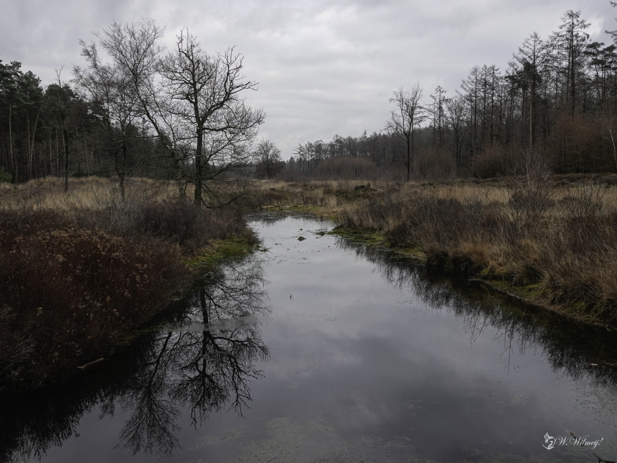 Een Vennetje in het bos!