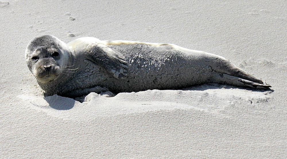 Een zeehond