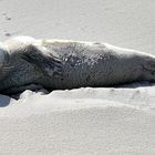 Een zeehond