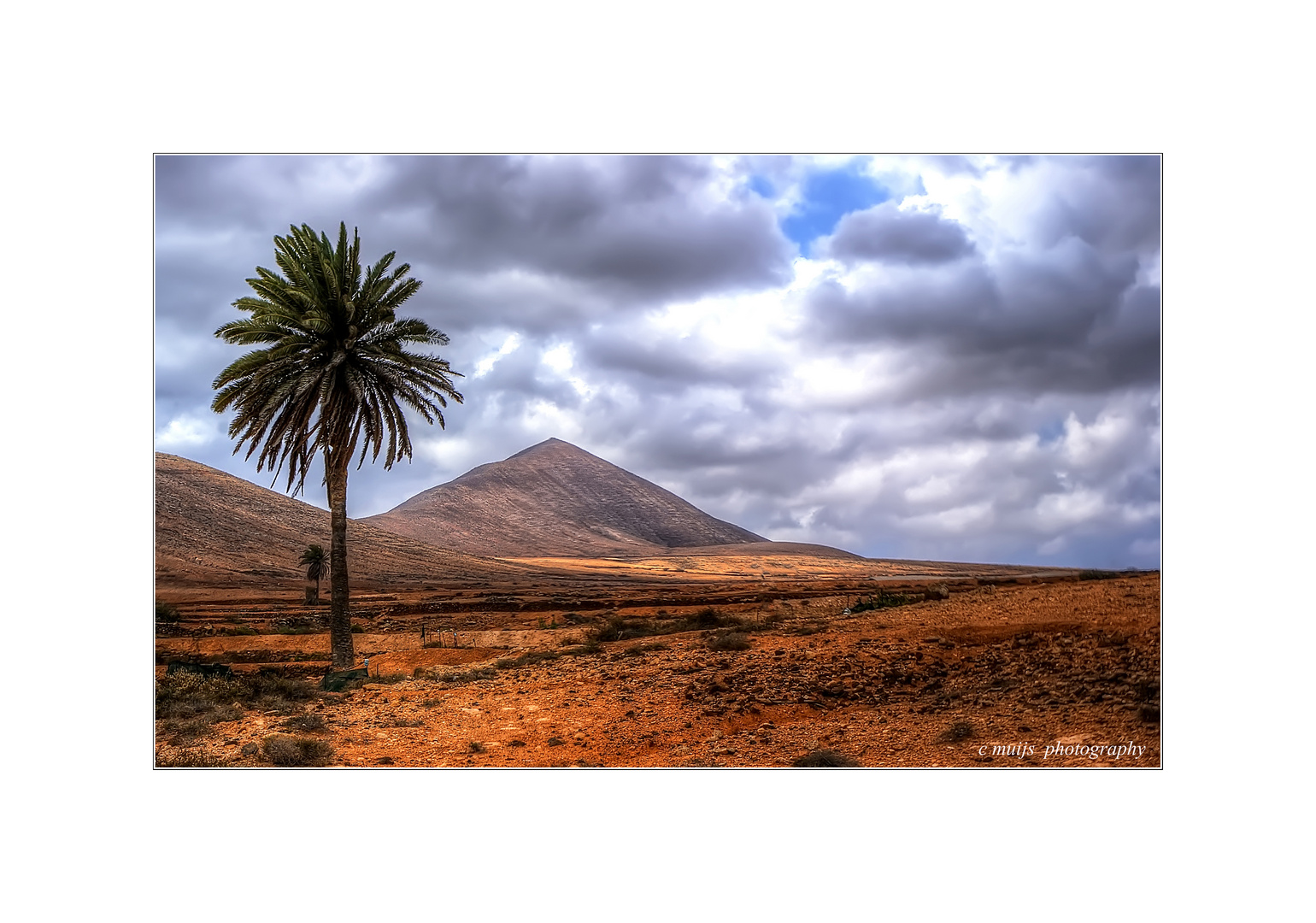 eenzame boom in dor landschap