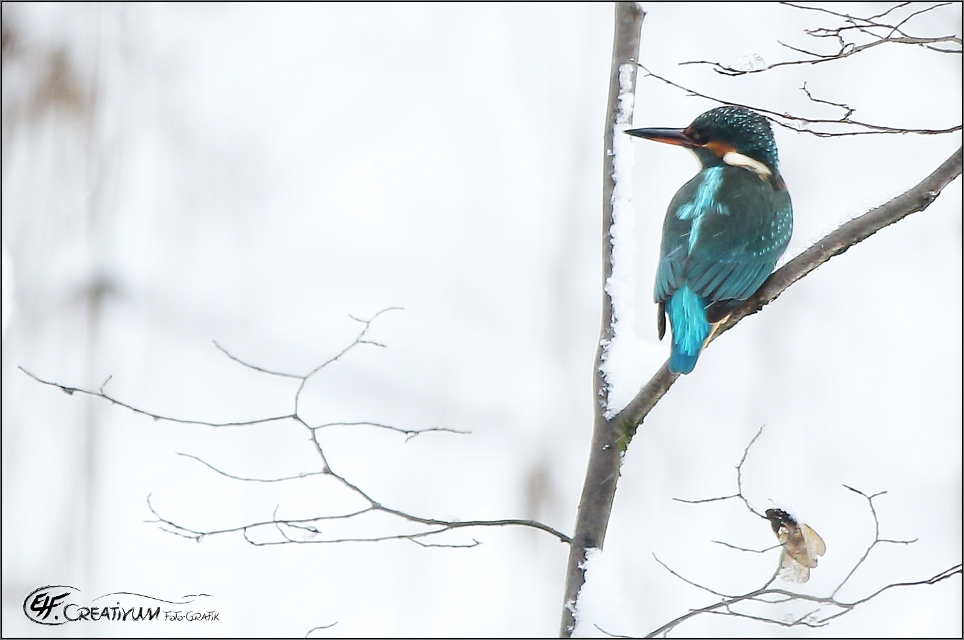 EEW ... E in E isvogel - W eibchen ;)