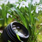 EF 85mm 1.8 - snowdrop