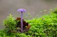 Natur: Stacking und Bracketing