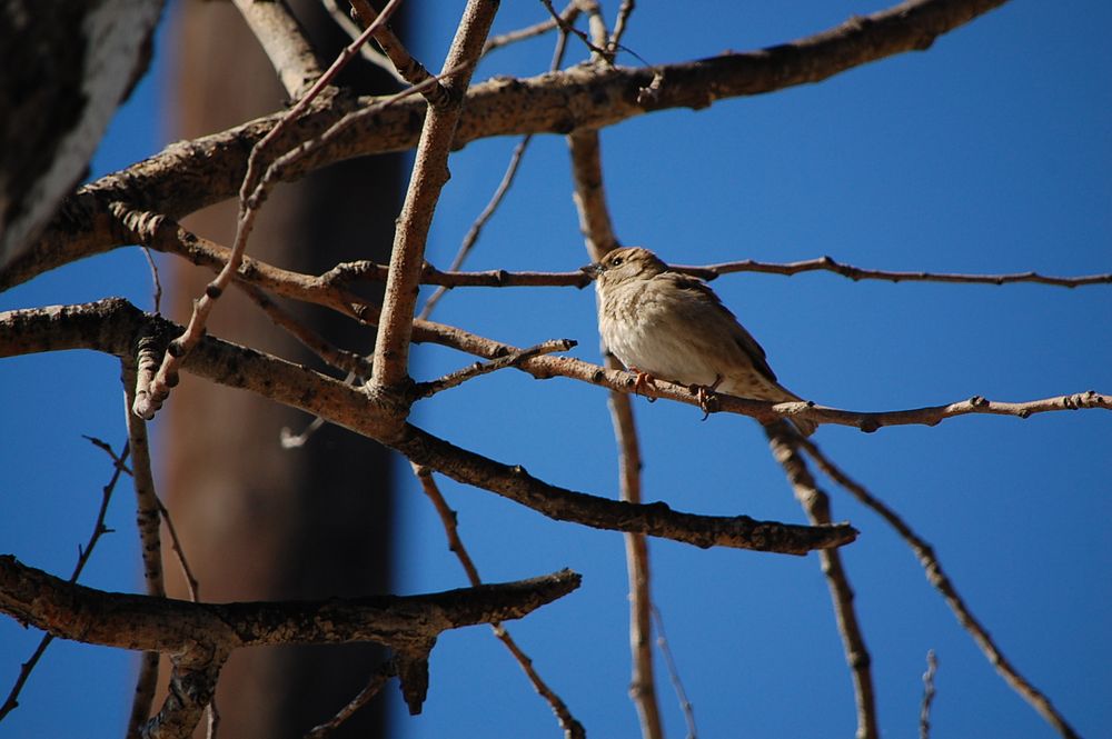 Vogel auf dem Zweig von Anja Geufke