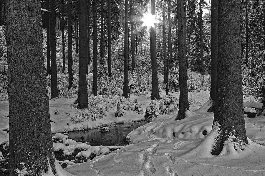 Winterwald von Die Mohnblumen 