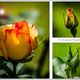 Flower - Triptych