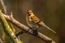 Common Redpoll (carduelis flammea) 2024 by 1944Lynky