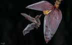 °°_Bestäuber_°° von Naturfotografie Olaf und Sylvia Rentzsch