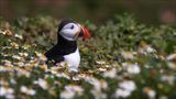 Puffin III von Oliver Schiebek