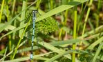 Hufeisen-Azurjungfer m.(Coenagrion puella)  by Jürgen Reichel