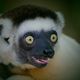 Lemur