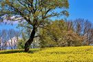 Canola Field by Misu Schwartz