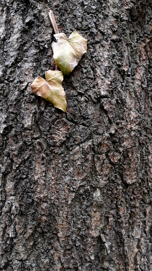 Efeu am Baum