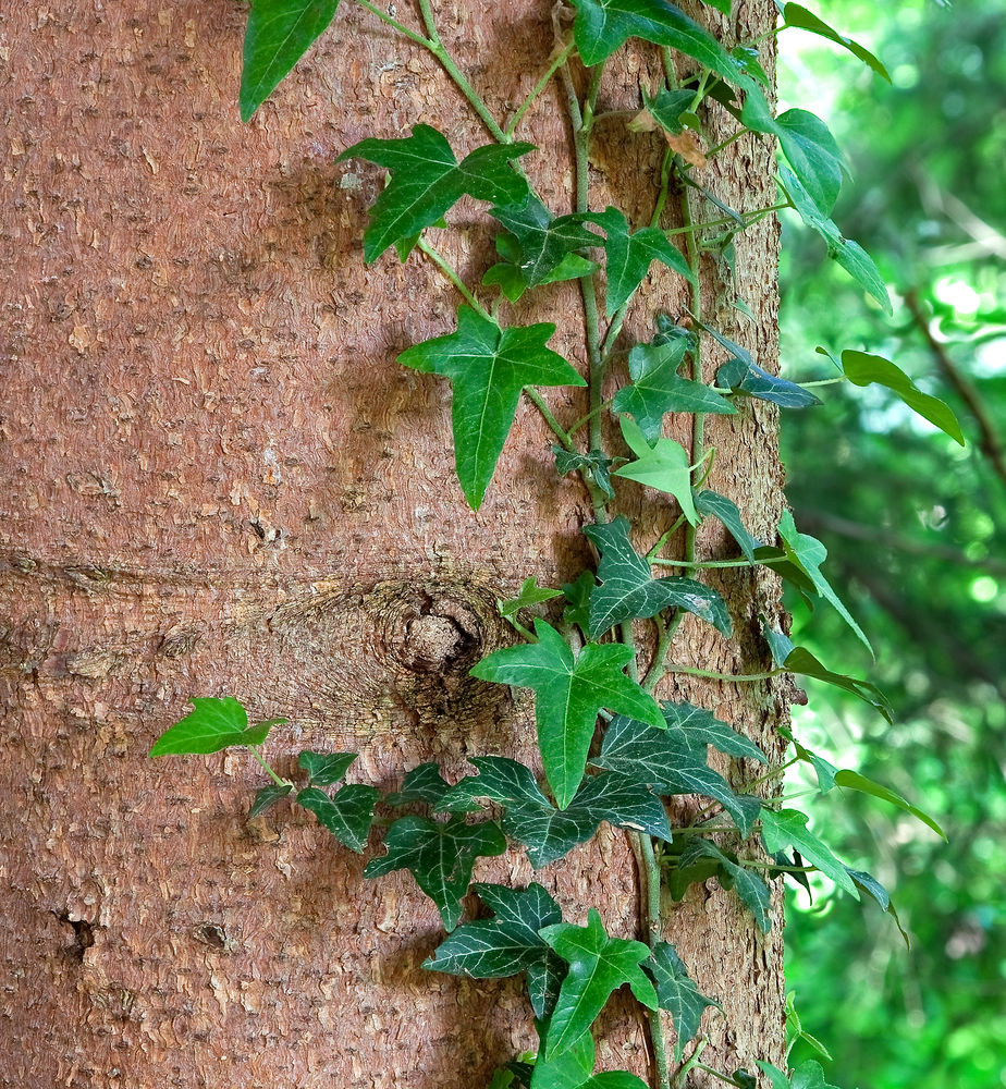 Efeu am Baum