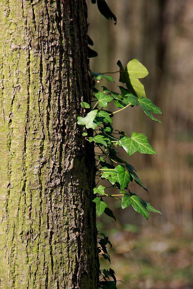 Efeu am Baum