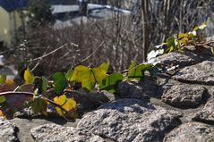 Efeu auf der Mauer (2)