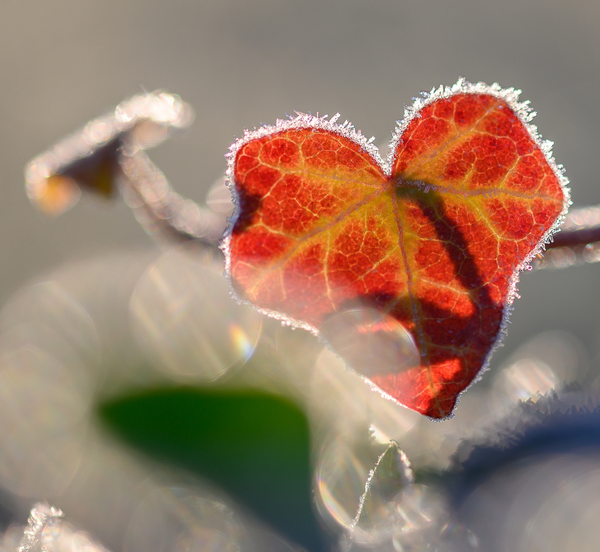 Efeu-Blatt erleuchtet