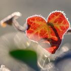 Efeu-Blatt erleuchtet