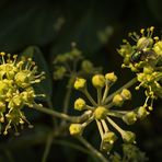 Efeu blüht im Herbst