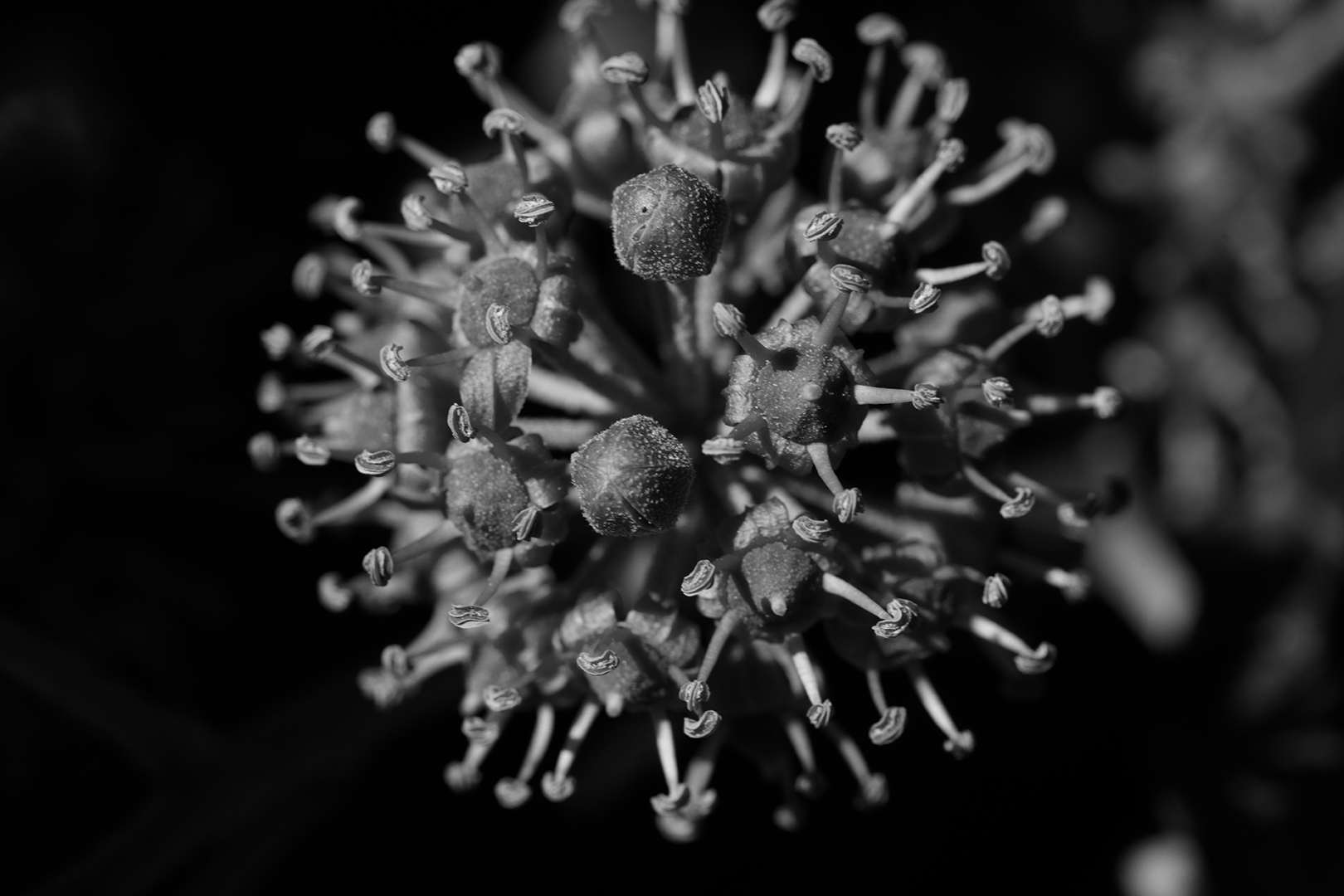 Efeu Blüte in Monocrom