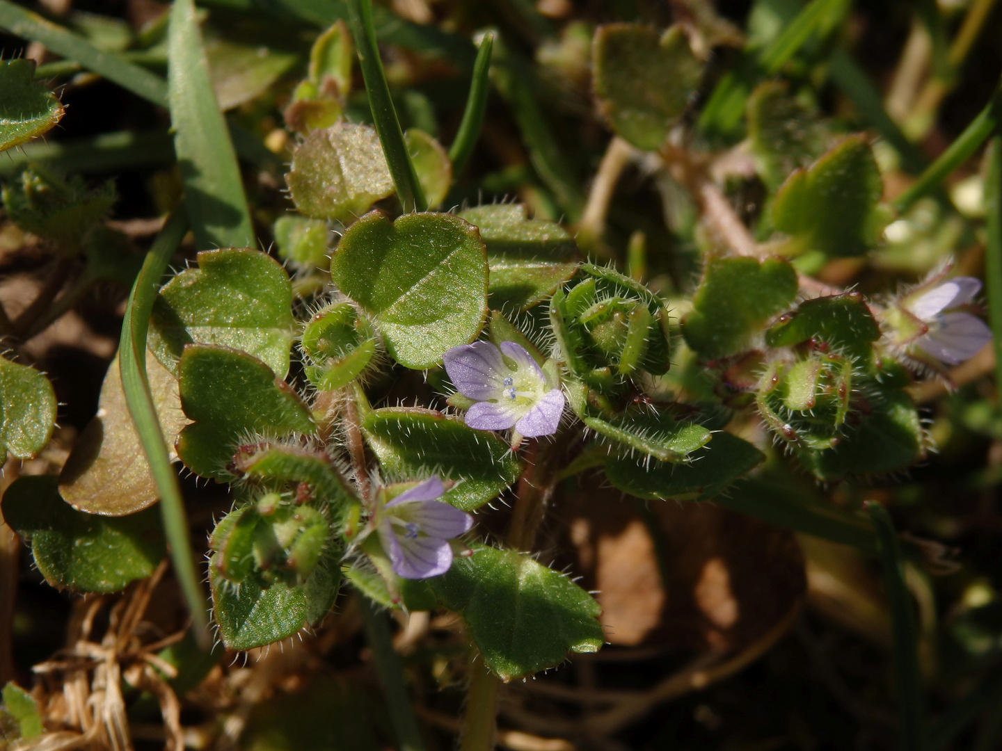 EfeuEhrenpreis (Veronica hederifolia) Foto & Bild pflanzen, pilze