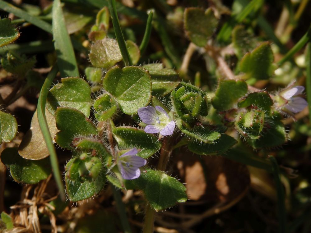 EfeuEhrenpreis (Veronica hederifolia) Foto & Bild pflanzen, pilze