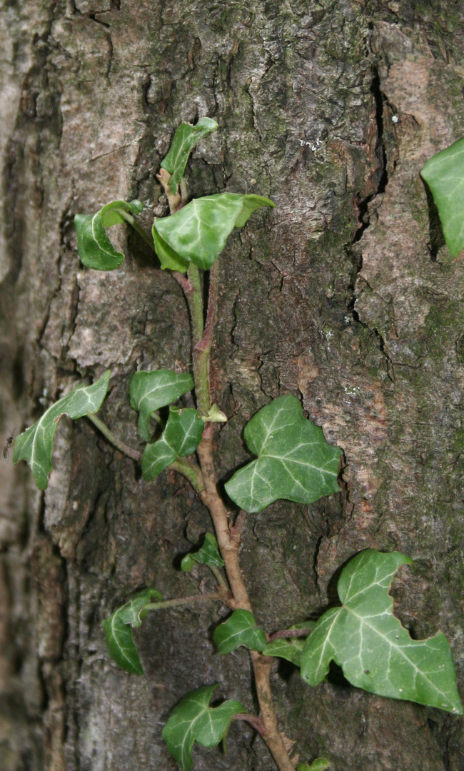 Efeu erobert den Baum