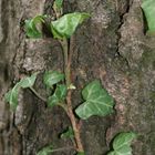 Efeu erobert den Baum