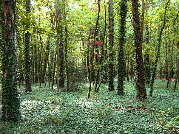 Efeu erobert den Wald