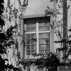 Efeu-Fenster