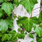 Efeu (Hedera helix)