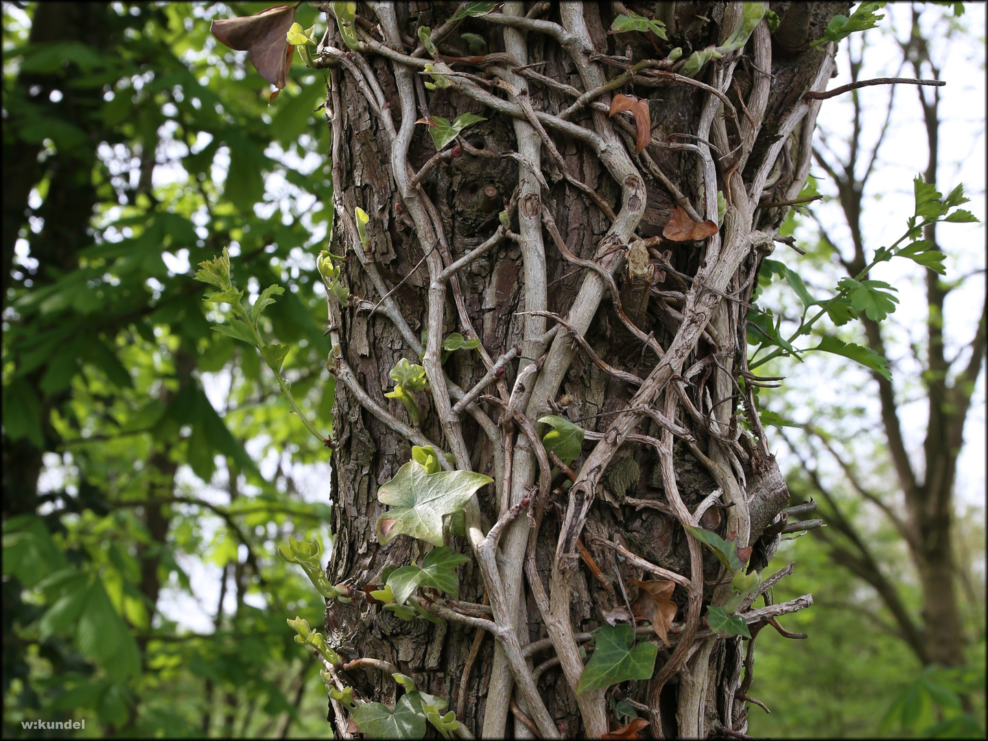 Efeu (Hedera helix)