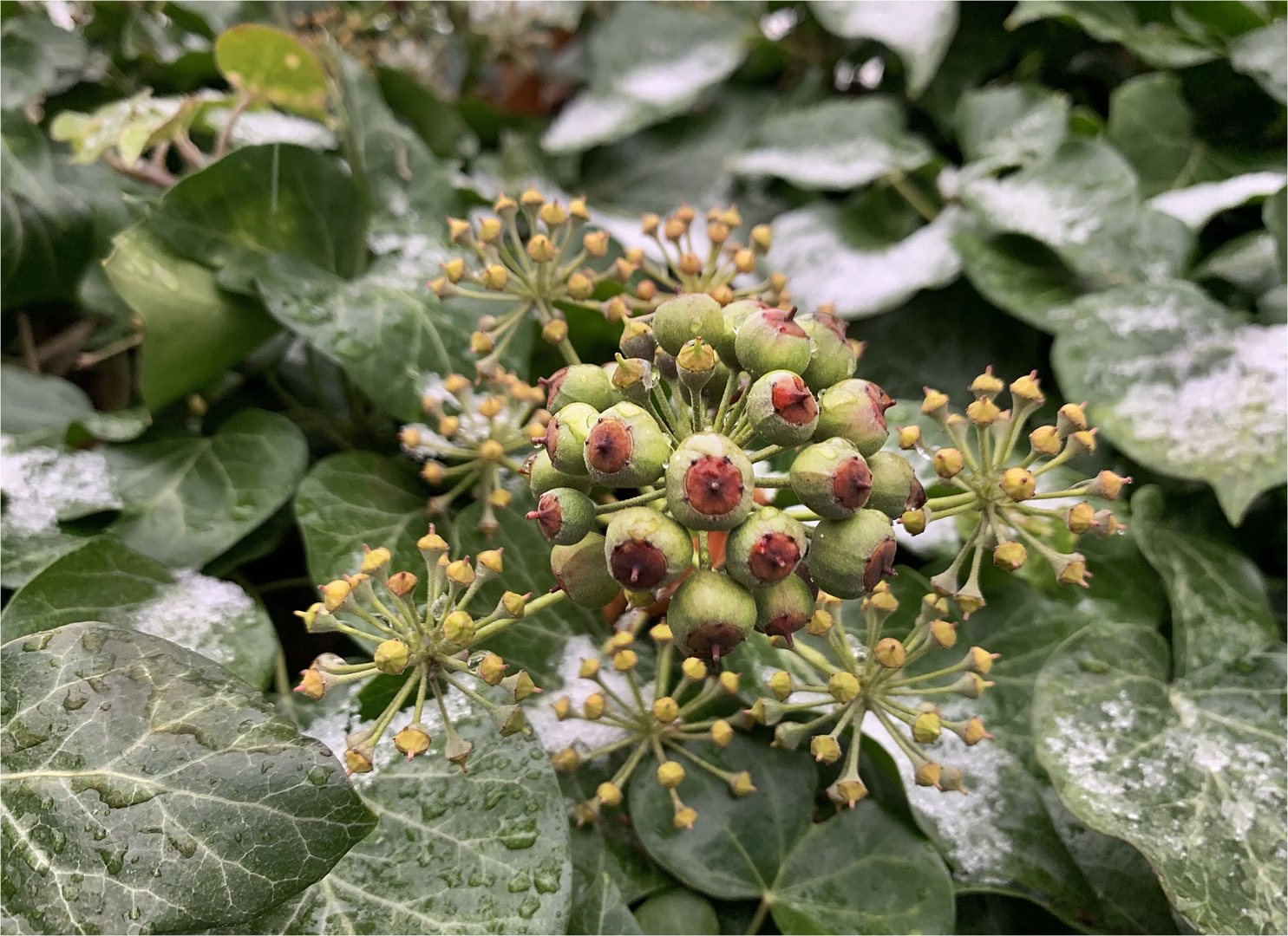 Efeu (Hedera helix) , Frucht und Samen