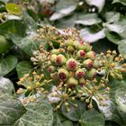 Efeu (Hedera helix) , Frucht und Samen