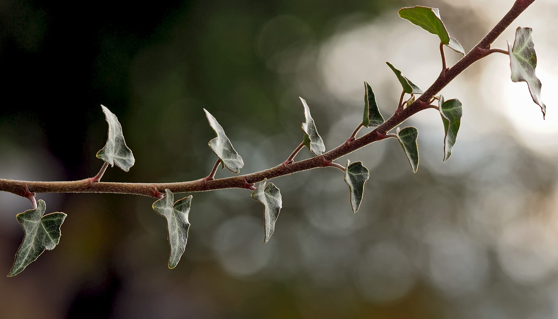 Efeu (Hedera helix) - Lierre grimpant, inondé par les rayons du soleil levant!