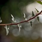 Efeu (Hedera helix) - Lierre grimpant, inondé par les rayons du soleil levant!