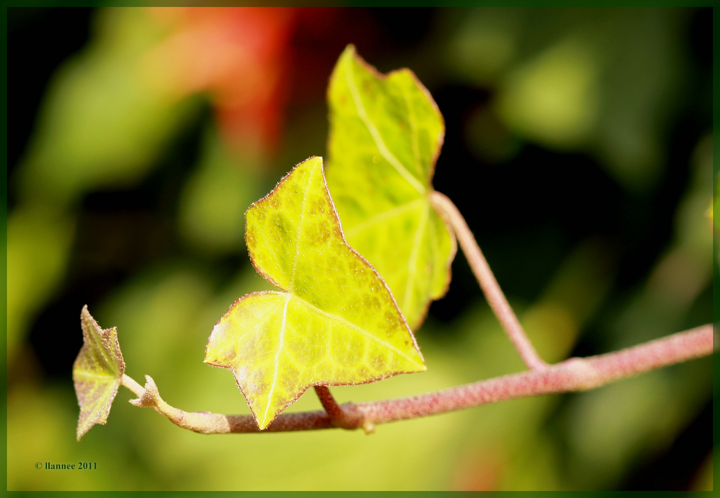 Efeu-Herbst