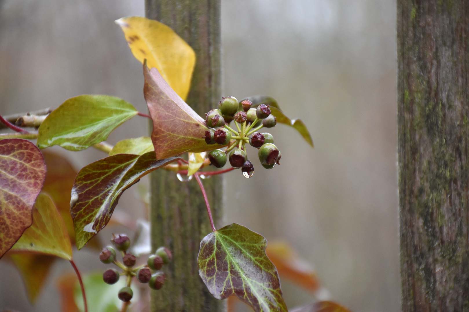 Efeu-im-Herbst